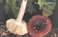 Russula melliolens-amf1630